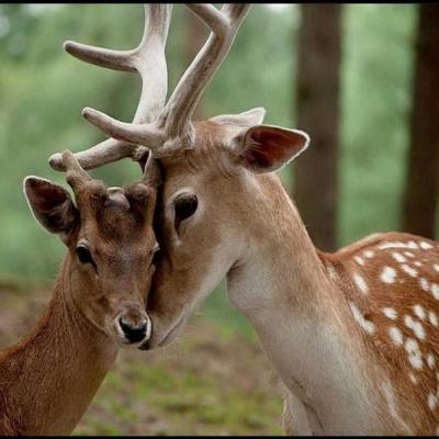 Les animaux