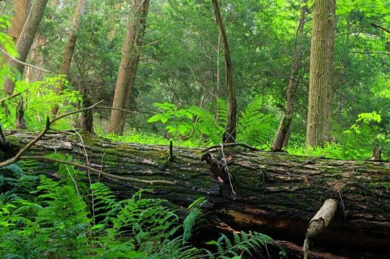 La sagesse du vegetal