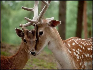 Les animaux